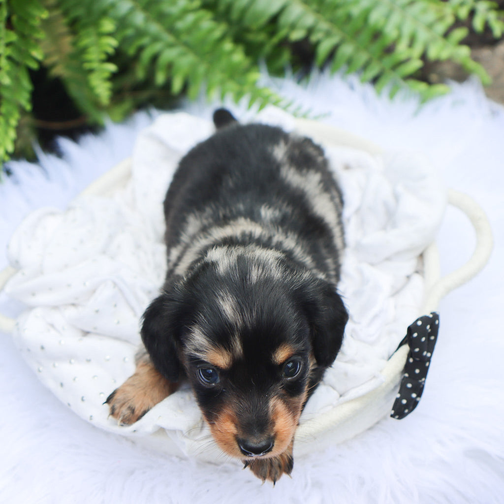 Caleb - Available 8/6