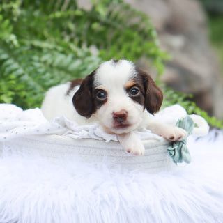 Jack - Available 8/6