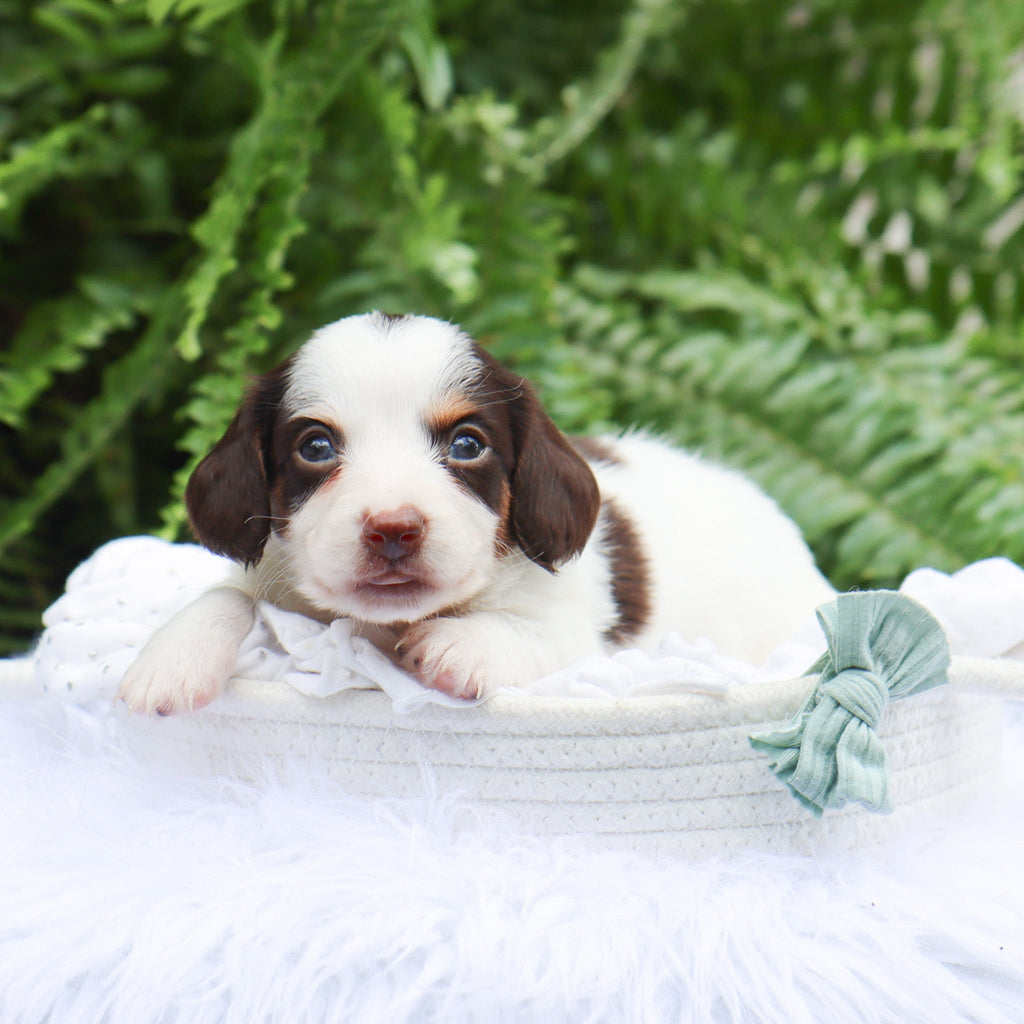 Jack - Available 8/6