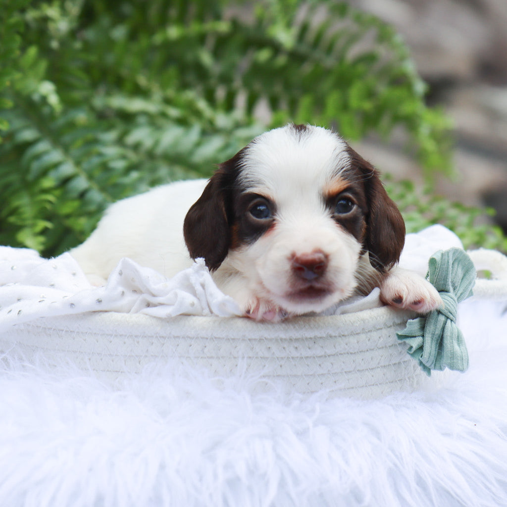 Jack - Available 8/6