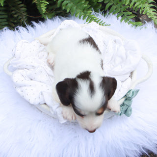 Jack - Available 8/6