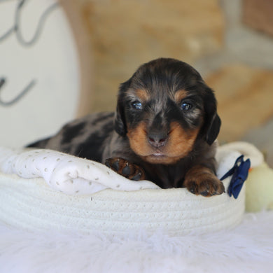 Quinn - Available 11/18