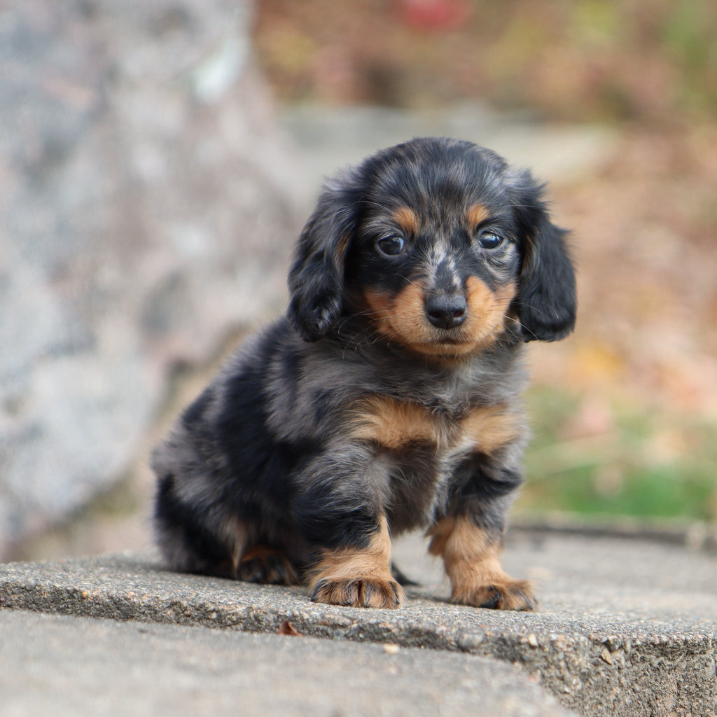 Quinn - Available 11/19