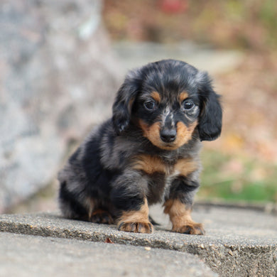 Quinn - Available 11/19