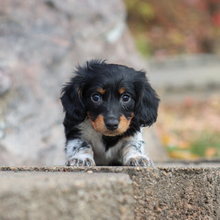 Kade - Available 11/19