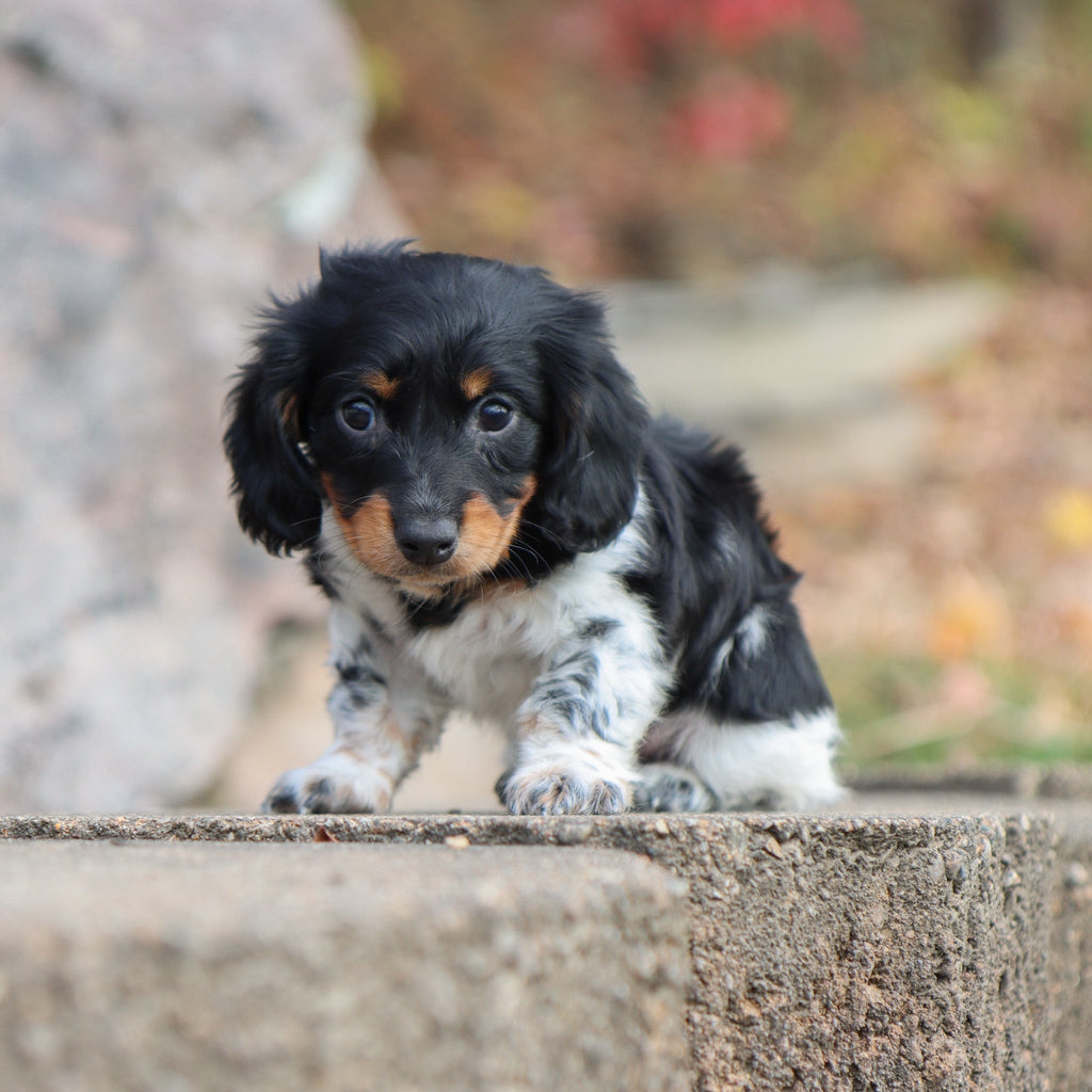 Kade - Available 11/19