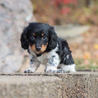 Kade - Available 11/19