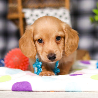 Luca - Available 3/5