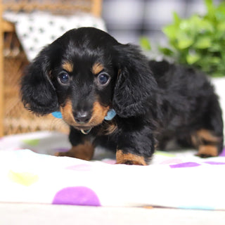 Oakley - Available 3/5