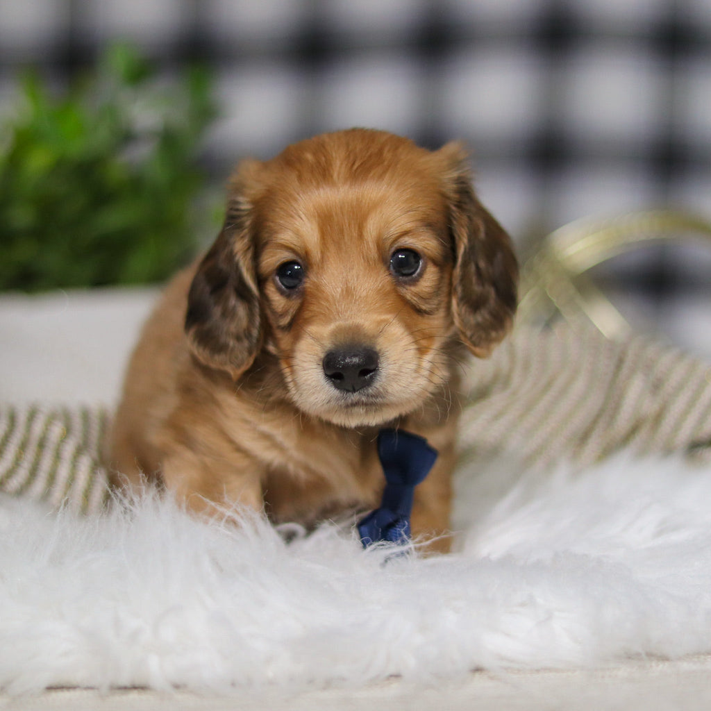 Glen - Available 3/19