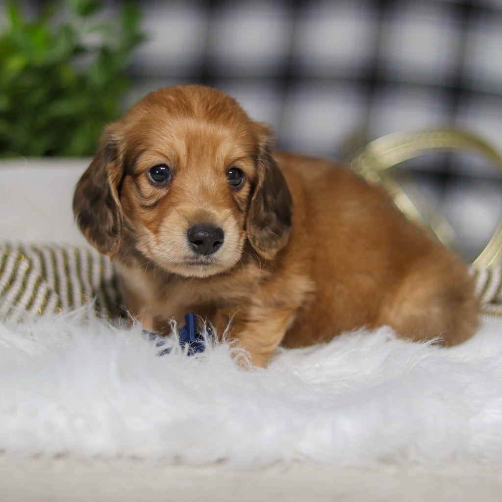 Glen - Available 3/19