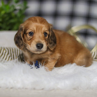 Glen - Available 3/19