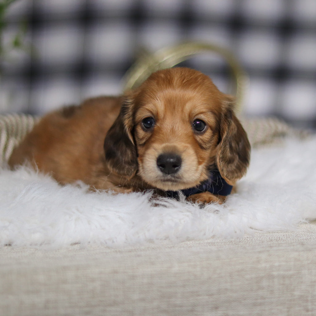 Glen - Available 3/19