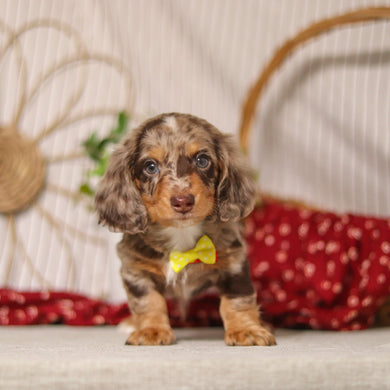 Jude - Available 4/9