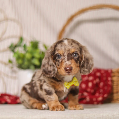 Jude - Available 4/9