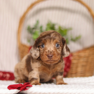 Cashew - Available 4/23