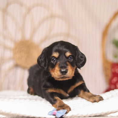 Hopper - Available 4/23