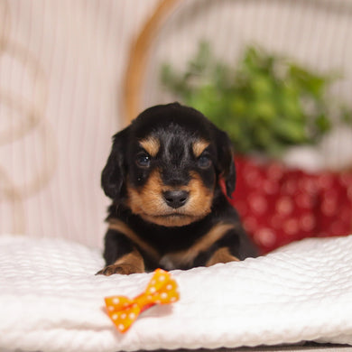 Cotton - Available 4/23