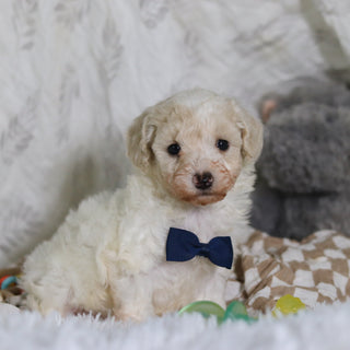 Johnny - Available 3/12