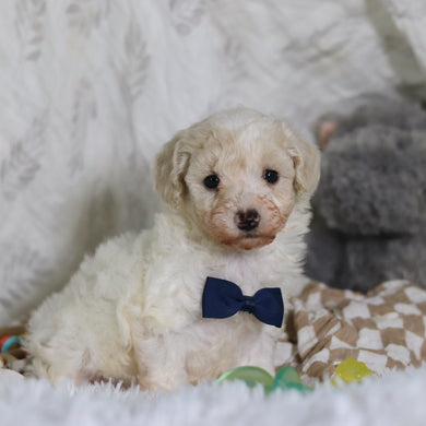 Johnny - Available 3/12