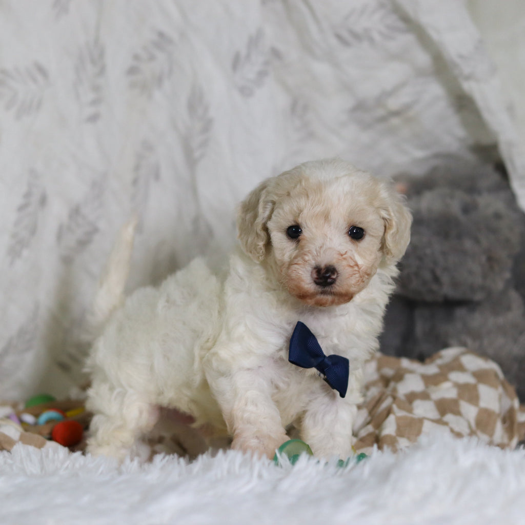 Johnny - Available 3/12