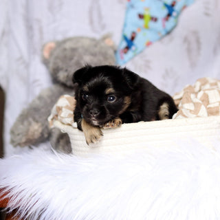 Quigley - Available 7/23