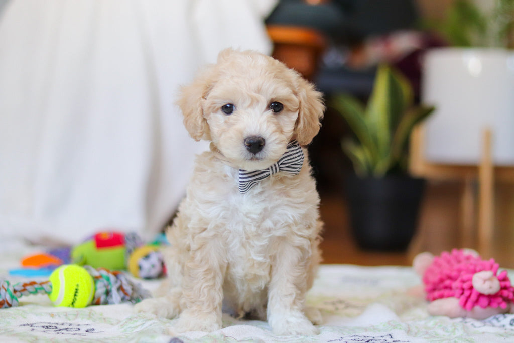 Weston - Available 2/12