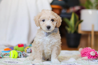 Weston - Available 2/12