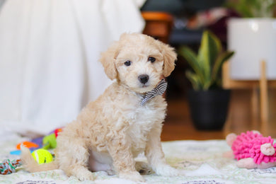 Weston - Available 2/12