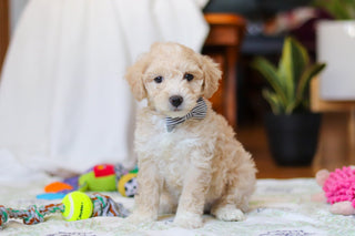 Weston - Available 2/12