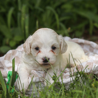 Denali - Available 6/11