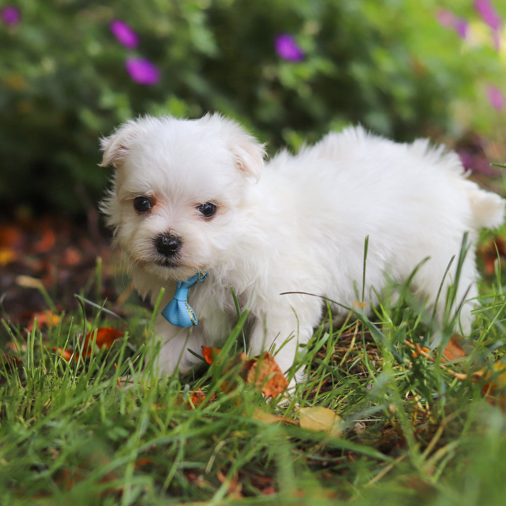 Muffin - Available 6/11