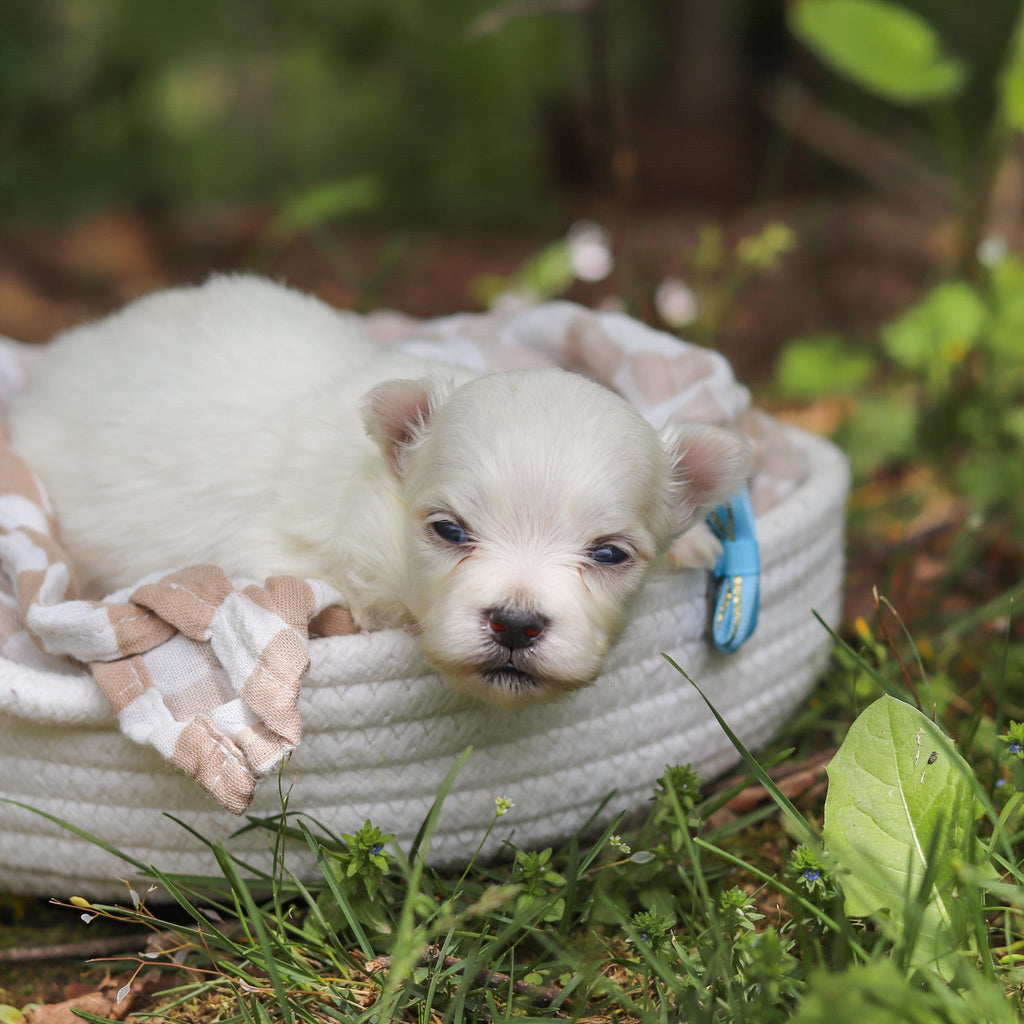 Muffin - Available 6/11