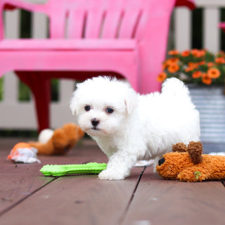 Monty - Available 6/18
