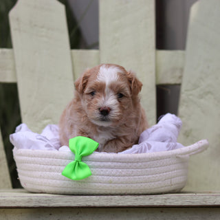 Alfie - Available 8/6