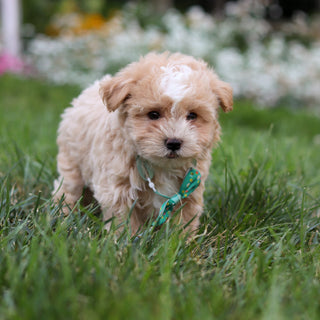 Alfie - Available 8/6
