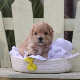 Arlo - Available 8/6