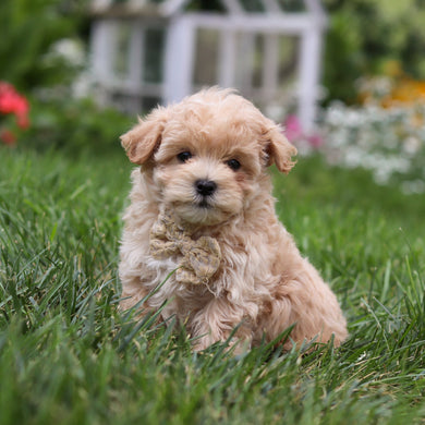 Arlo - Available 8/6