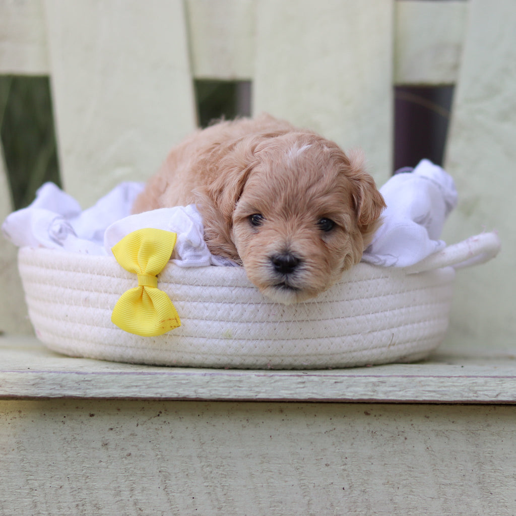 Arlo - Available 8/6