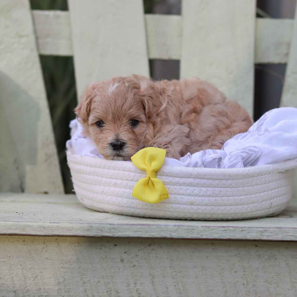 Arlo - Available 8/6
