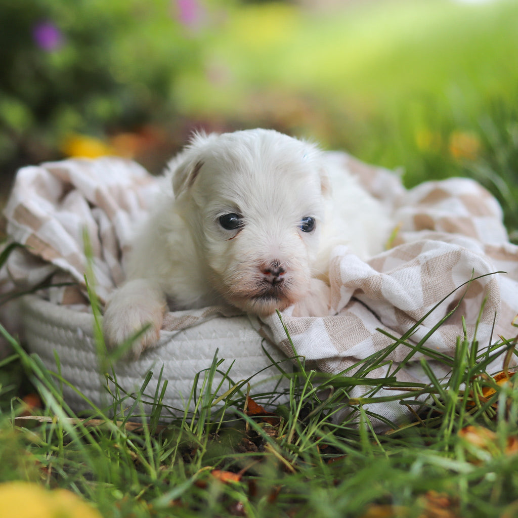 Sheldon - Available 7/2