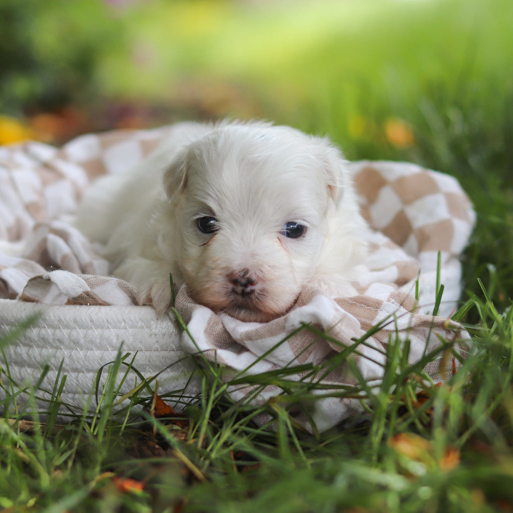 Sheldon - Available 7/2