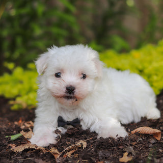 Sheldon - Available 7/2