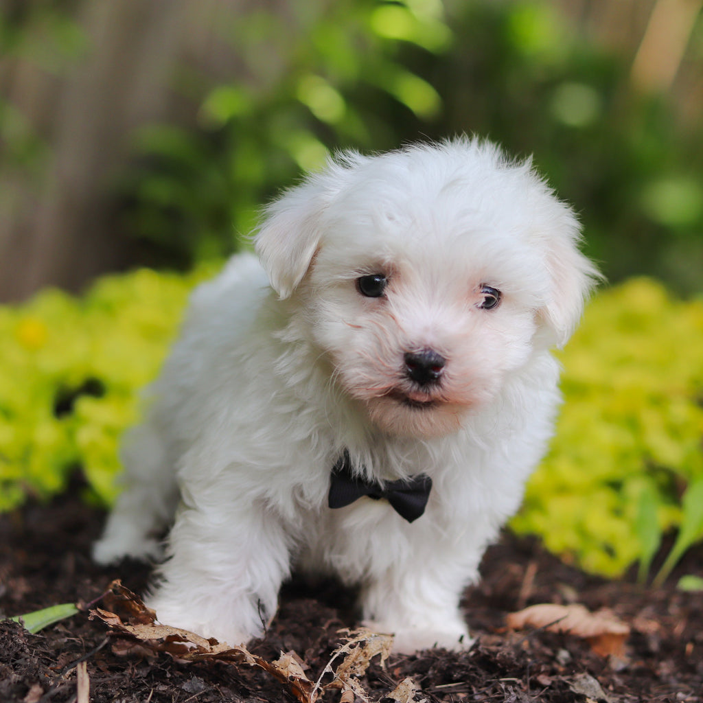 Sheldon - Available 7/2