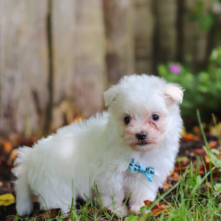 Shep - Available 7/2