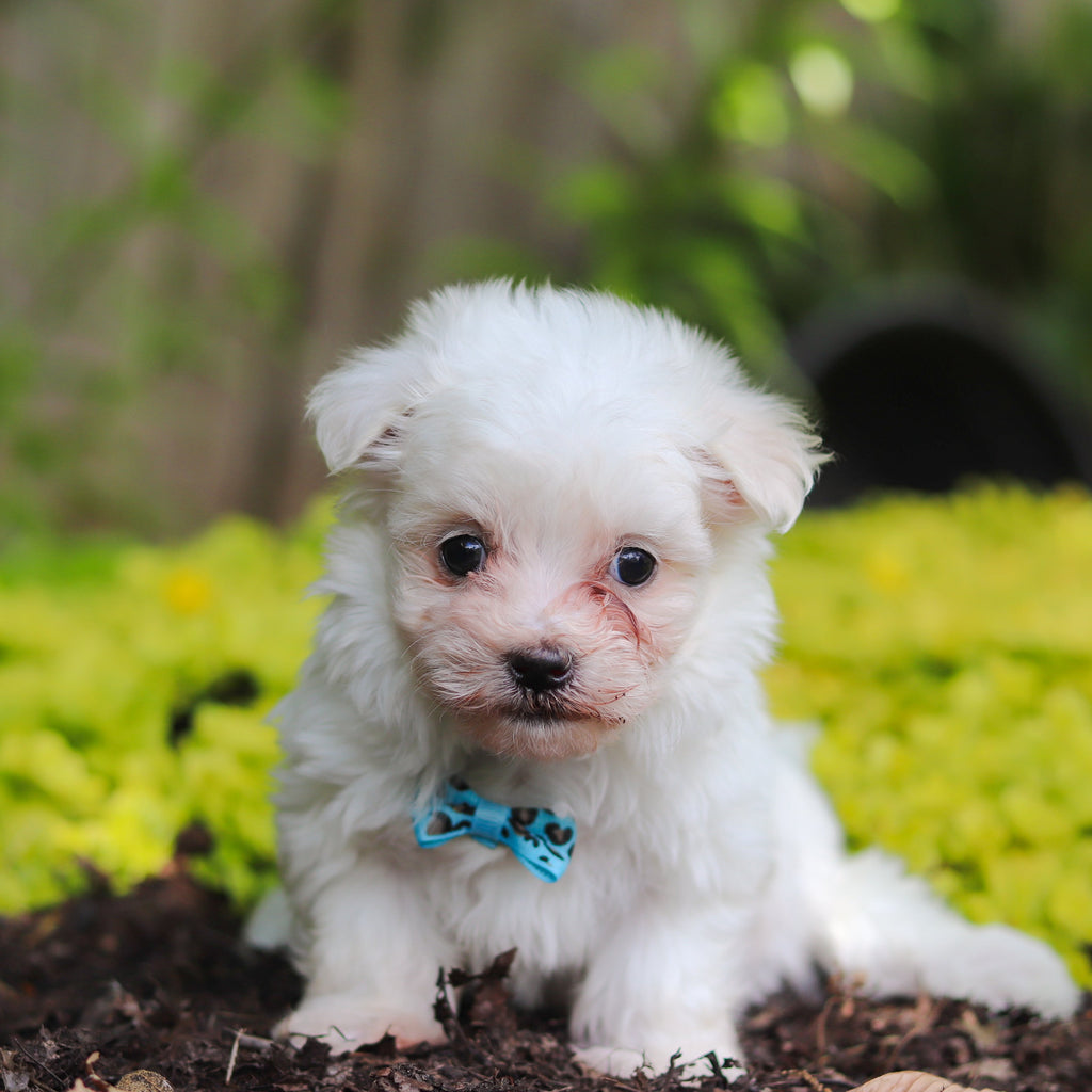 Shep - Available 7/2