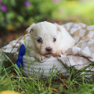 Shep - Available 7/2