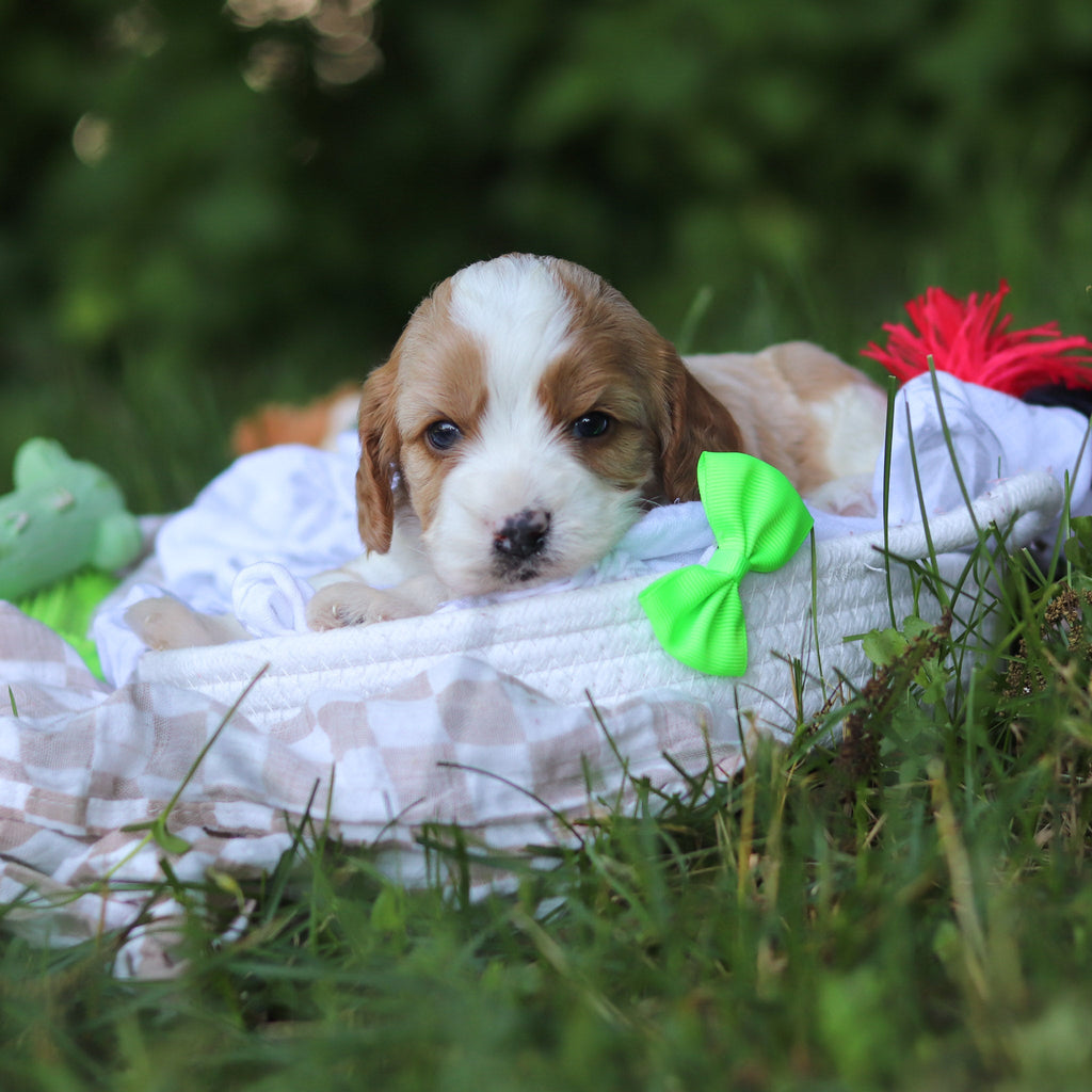 Fisher - Available 7/9