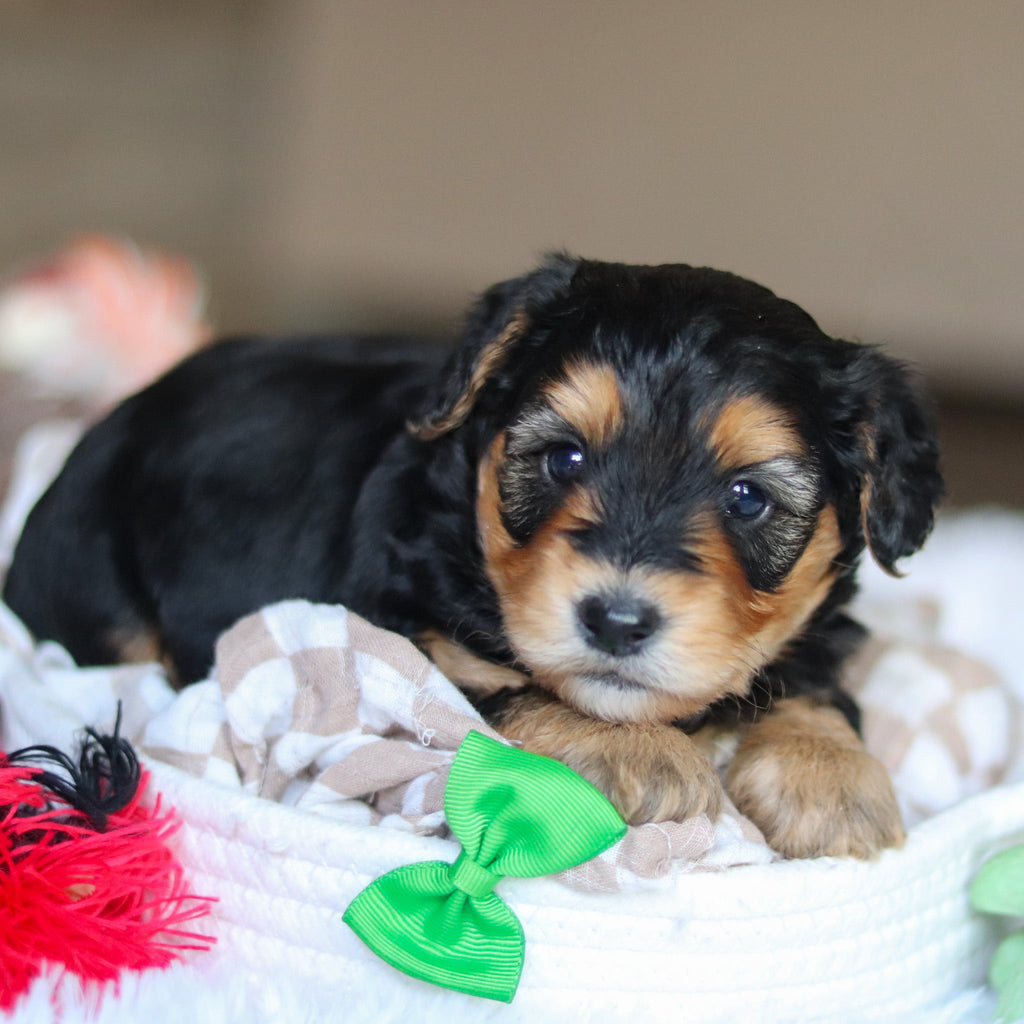 Chester - Available Now