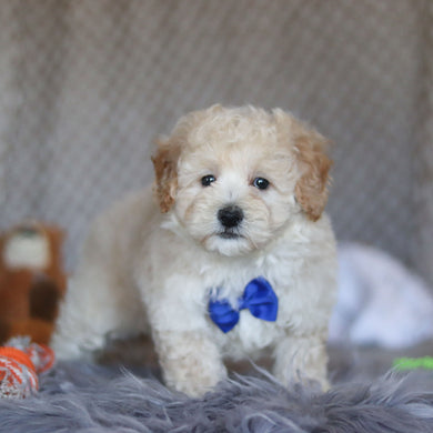 Tyler - Available 4/23